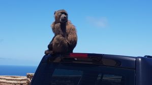 gallery/sd card nazley 251